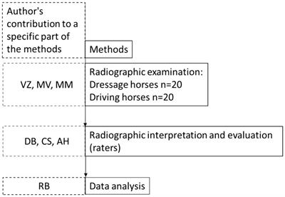 The difference in radiographic findings in the distal limbs of working Lipizzan horses, used for dressage or driving